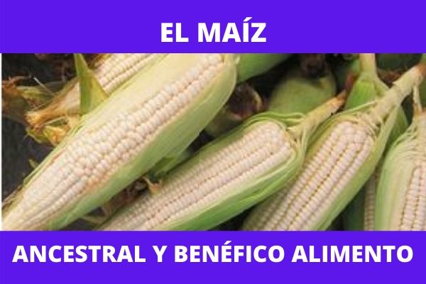 El maíz, ancestral y saludable alimento