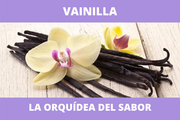 Vainilla, la orquídea del sabor