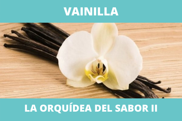 Vainilla, la orquídea del sabor II